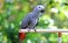 african gray parrot