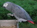 african gray parrot