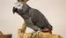 african gray parrot