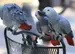 african gray parrot