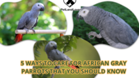 5 Ways to care for African gray parrots that you should know