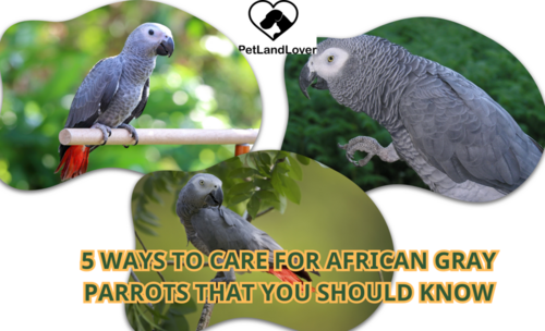 5 Ways to care for African gray parrots that you should know