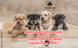 AMERICAN STAFFORDSHIRE PUPPIES: 3 THINGS TO KNOW WHEN CARING FOR A PUPPY