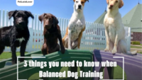 3 things you need to know when Balanced Dog Training