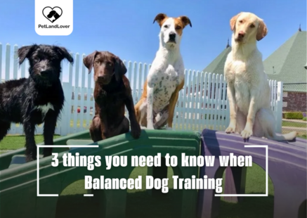 3 things you need to know when Balanced Dog Training