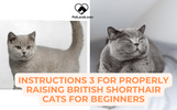 Instructions 3 for Properly Raising British Shorthair Cats for Beginners