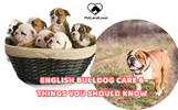 English bulldog care 6 things you should know