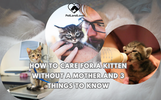 HOW TO CARE FOR A KITTEN WITHOUT A MOTHER AND 3 THINGS TO KNOW