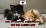 HOW TO CARE FOR KITTENS AND 7 TIPS FOR RAISING CATS