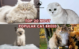 TOP 20 MOST POPULAR CAT BREED