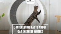 3 INTERESTING FACTS ABOUT CAT EXERCISE WHEELS