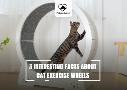 3 INTERESTING FACTS ABOUT CAT EXERCISE WHEELS