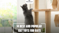 14 BEST AND POPULAR CAT TOYS FOR CATS