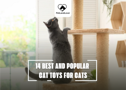 14 BEST AND POPULAR CAT TOYS FOR CATS