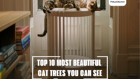 TOP 10 MOST BEAUTIFUL CAT TREES YOU CAN SEE