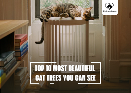 TOP 10 MOST BEAUTIFUL CAT TREES YOU CAN SEE