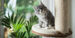 Best cat trees for kittens