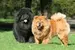 chow chow dog