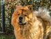 chow chow dog