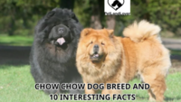 Chow Chow dog breed and 10 interesting facts