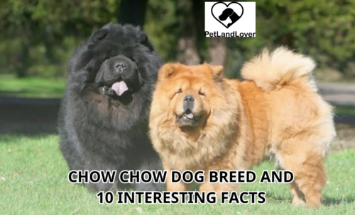 Chow Chow dog breed and 10 interesting facts