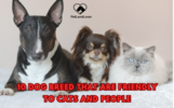 10 DOG BREED THAT ARE FRIENDLY TO CATS AND PEOPLE