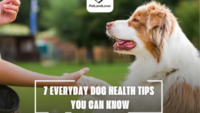 7 EVERYDAY DOG HEALTH TIPS YOU CAN KNOW