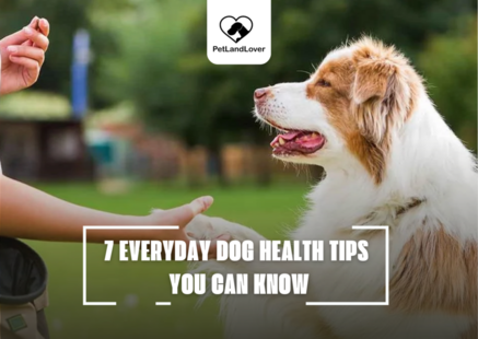 7 EVERYDAY DOG HEALTH TIPS YOU CAN KNOW