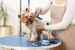 Dog health - Grooming