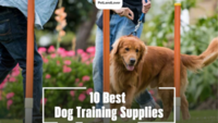 10 Best Dog Training Supplies