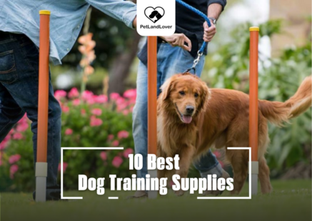 10 Best Dog Training Supplies