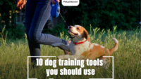 10 dog training tools you should use