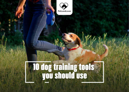 10 dog training tools you should use