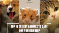 TOP 10 EASIEST ANIMALS TO CARE FOR YOU CAN KEEP