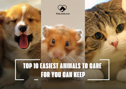 TOP 10 EASIEST ANIMALS TO CARE FOR YOU CAN KEEP