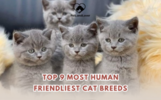 TOP 9 MOST HUMAN – FRIENDLIEST CAT BREEDS