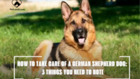 HOW TO TAKE CARE OF A GERMAN SHEPHERD DOG: 3 THINGS YOU NEED TO NOTE