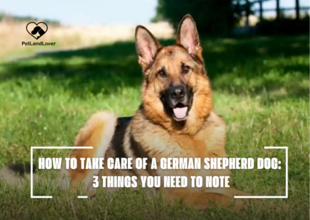 HOW TO TAKE CARE OF A GERMAN SHEPHERD DOG: 3 THINGS YOU NEED TO NOTE