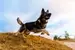 German Shepherd Dog - Learn about German Shepherd Dog