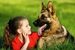 German Shepherd Dog - General Health Information