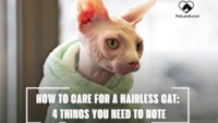 HOW TO CARE FOR A HAIRLESS CAT: 4 THINGS YOU NEED TO NOTE