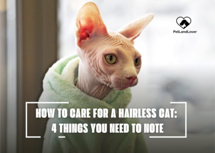 HOW TO CARE FOR A HAIRLESS CAT: 4 THINGS YOU NEED TO NOTE