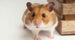 hamster breeds 