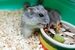 hamster breeds 