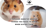 5 POPULAR HAMSTER BREEDS: THINGS YOU NEED TO KNOW WHEN GIVING THEM