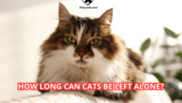 How Long Can Cats Be Left Alone?