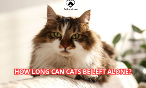 How Long Can Cats Be Left Alone?