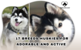 17 BREEDS HUSKIES FOR ADORABLE AND ACTIVE