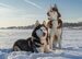 huskies