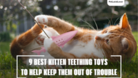 9 BEST KITTEN TEETHING TOYS TO HELP KEEP THEM OUT OF TROUBLE